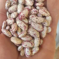 لوبیا چیتی درجه 1 اعلاء ((استان اردبیل))