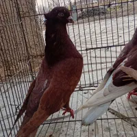 فروش ۳۰ عدد کبوتر پرش بالا در همه رنگ