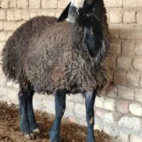 بره قوچ درجه یک مخصوص اصلاح گله