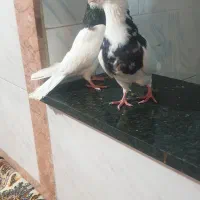 کفتر