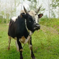 ورزا چالوسی گاو نر کوساله نر سه عدد ورزا عروسک