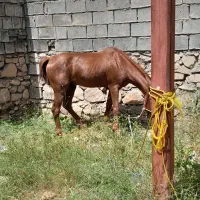 اسب|اسب و تجهیزات اسب‌سواری|دهدشت, |دیوار