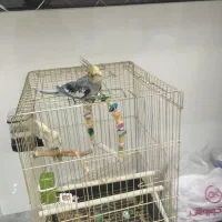 دو عروس هلندی نر سخنگو|پرنده|ری, ظهیرآباد|دیوار