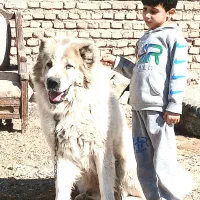 سگ قدرجونی بزرگ|سگ|تهران, بوستان ولایت|دیوار