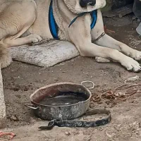 سگ پژد ماده