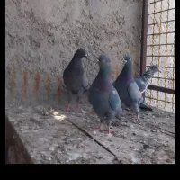 کفتر پاکستانی تیدی|پرنده|کهنوج, |دیوار