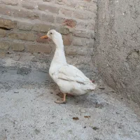 اردک‌نر|حیوانات مزرعه|محمدشهر, محمدشهر|دیوار