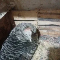 بوقلمو سالم