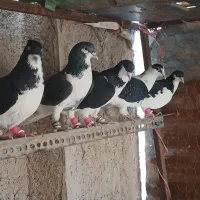 کفتر پرشی|پرنده|قزوین, |دیوار