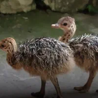 شترمرغ20روزه آماده تحویل