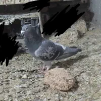 پولک مسافتی