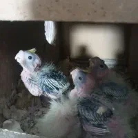 طوطی عروس جوجه|پرنده|دابودشت, |دیوار