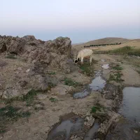 گوساله ماده