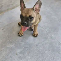 جفت فرنچ بولداگ اصیل ـآماده جفتگیری (18ماهه)