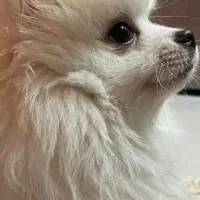 سگ پامر سفید نر