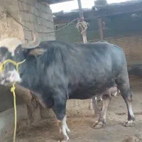 گاومیش شیری درجه یک|حیوانات مزرعه|سوسنگرد, |دیوار