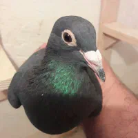 کبوترماده کلاغ