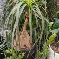 حراج گل گیاه اپارتمانی وباغچه ای|گل و گیاه طبیعی|تهران, مهرآباد جنوبی|دیوار