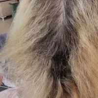 مدل می خوام برای رنگ ۲۲ مهر پردیسان|خدمات آرایشگری و زیبایی|قم, پردیسان|دیوار