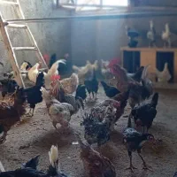 فروش فوری مرغ و خروس گلین لری ومحلی