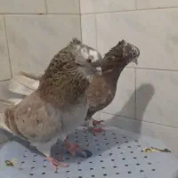 کبوتر گرگی و سرخ خال قدیم|پرنده|خان ببین, |دیوار