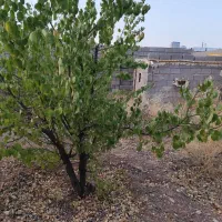 باغ-شهری-دوکوهک-500-متری