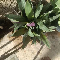 فروش گلهای زیبای آپارتمانی|گل و گیاه طبیعی|آزادشهر, |دیوار