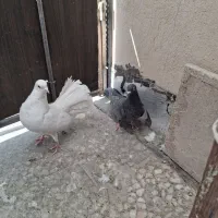 کبوتر  سفید دم چتری و موشی