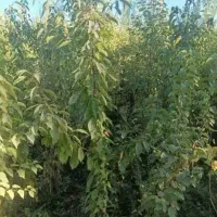 فروش به صورت تعداد بالا|گل و گیاه طبیعی|میاندوآب, |دیوار