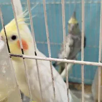 عروس هلندی|پرنده|مشهد, شهید بصیر|دیوار