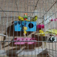 مرغ عشق ۱۱تا|پرنده|شیراز, دروازه قران|دیوار