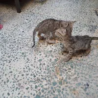 بچه گربه