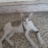 گربه