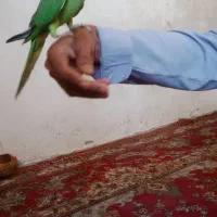 طوطی|پرنده|چابهار, |دیوار