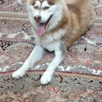 سگ هاسکی اصیل ماده چشم یخی