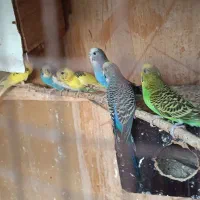 مرغ عشق پرنده|پرنده|چابهار, |دیوار