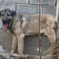واگذاری دو پژدر نر و ماده|سگ|کرمانشاه, |دیوار