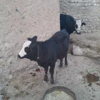 فروشی|حیوانات مزرعه|پلدختر, |دیوار