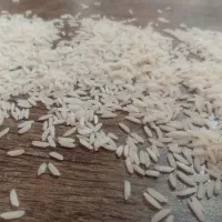 برنج طارم