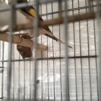 سهره کرمونی|پرنده|تهران, زرکش|دیوار