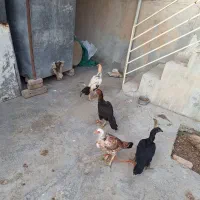 مرغ|حیوانات مزرعه|قروه, |دیوار