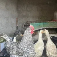 مرغ و خروس و اردک