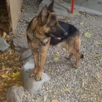 توله ژرمن|سگ|فشم, |دیوار