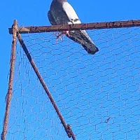 کبوتر پرشی|پرنده|قیدار, |دیوار