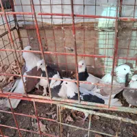 کبوتر|پرنده|تفت, |دیوار