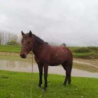 اسب کاری کاملا فقیر