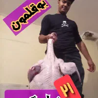 فروش بوقلمون کشتاری گوشتی