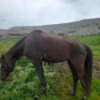 اسب|اسب و تجهیزات اسب‌سواری|گرمی, |دیوار