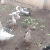 مرغ و خروس اردک و غاز