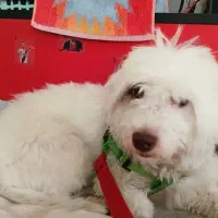 سگ نژاد دار ماده سالم و سرحال|سگ|کهریزک, |دیوار